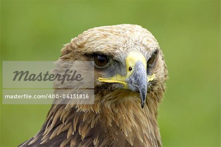 eagle