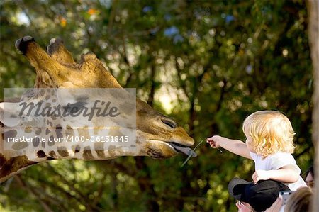A young child reaching out from her fathers shoulders to feed a Giraffe in a zoo.