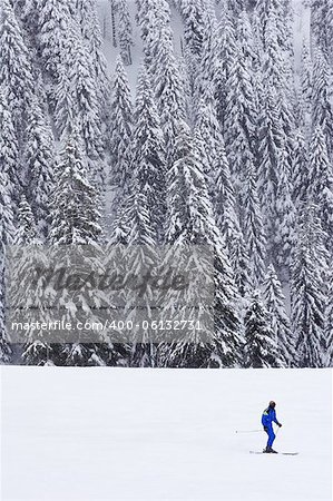 lone skier with a pine forest in the background