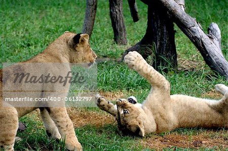 Two 6 month old lions playing.