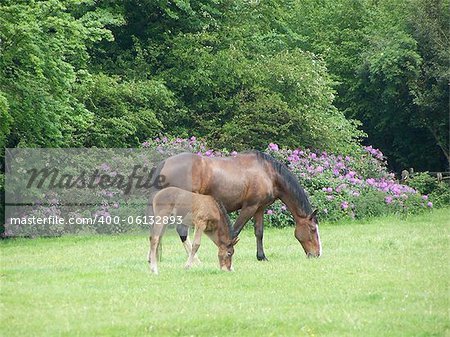 Bay mare and foal in green field with flowering shrub
