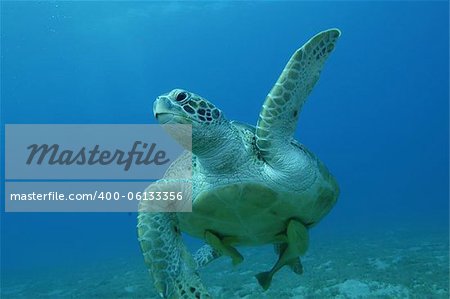 Turtle