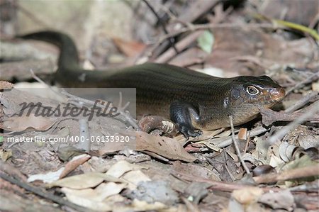 Skink, Lizard