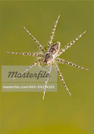 Spider on water