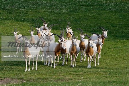 Herd of antelopes grazing on a meadow