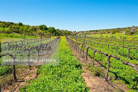 Young Vineyard in  Israel, Spring