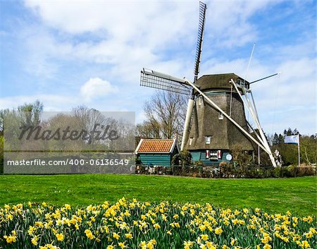 traditional dutch windmill with daffodils, Netherlands