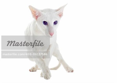 portrait of a white oriental cat in front of white background