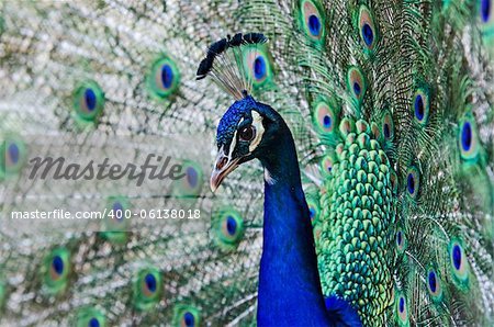 portrait of a proud peacock male
