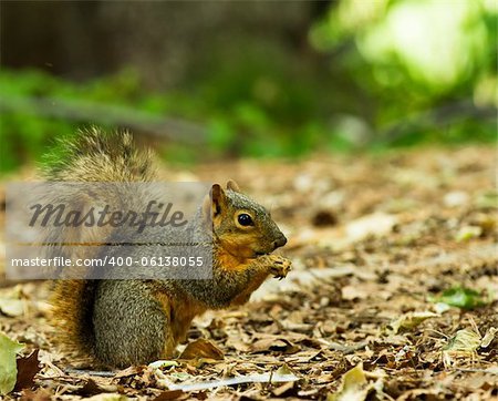 Single squirrel on a bed of leaves with food in his hands being held up to his mouth