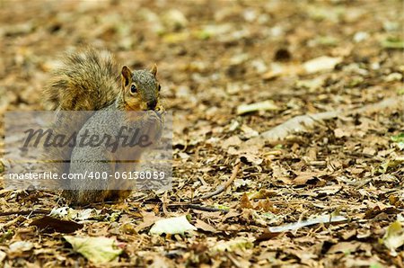 Photo of a squirrel on a ground of leaves, copy space is available to the right of the image.