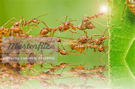 red ant in green nature or in the garden