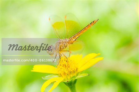 dragonfly in garden or in green nature