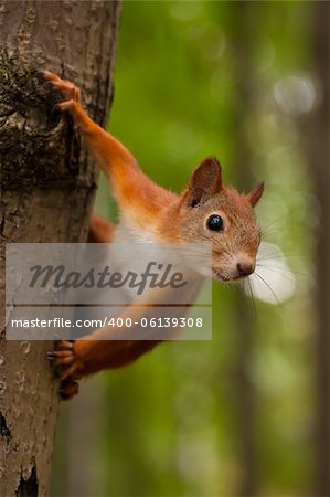 Red squirrel sitting on a tree in forest