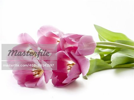 Red tulips on a white background with natural light.