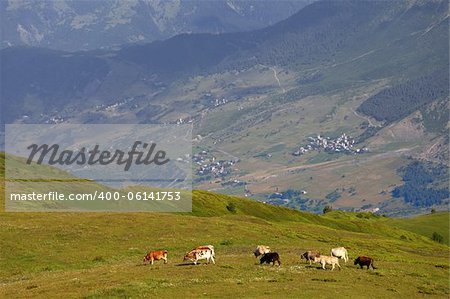 Grazing cow on green meadow in Caucasus Mountains. Georgia, region Svaneti.