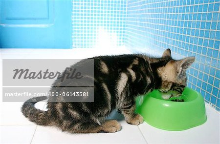 Tabby kitten eating in the bathroom.
