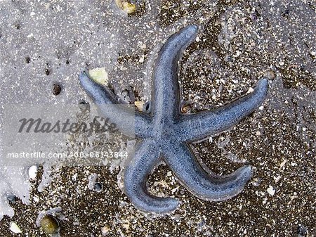 Blue Sea Star on the sand