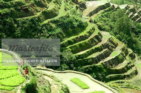 Banaue rice terraces