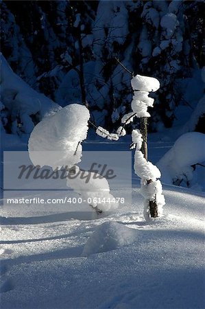 Russia, Southern Ural, Urenga ridge, ?aiga in winter