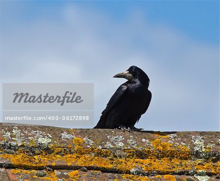 Rook on lichen-covered roof apex, against blue sky with cloud