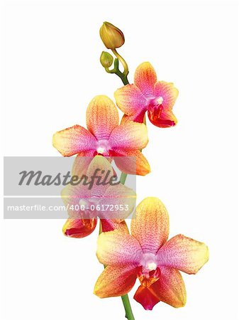 beautiful orchid isolated on white background