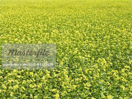 The beautiful rape field background, agriculture theme