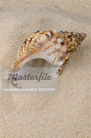 Sea shell on the shore sand background.