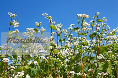 Group of flowering buckwheat plants close-up on the background of cloudless blue sky
