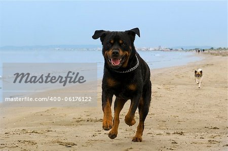 portrait of a purebred rottweiler running on the beach