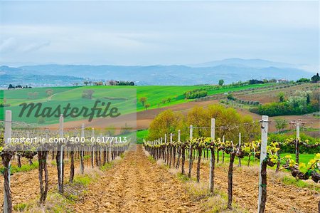 Hill of Tuscany with Vineyard in the Chianti Region