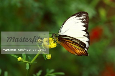 Colorful butterfly rests on the yellow flower.