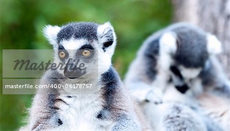 Portrait of the Ring-tailed lemur sitting on a branch