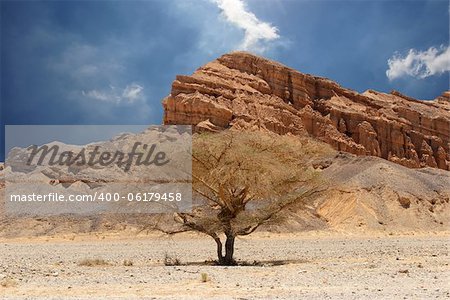 Desert tree and mountains. Desert of Faran.