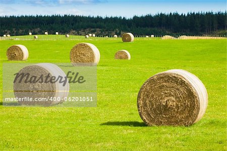 Round bay bale rolls in a green field