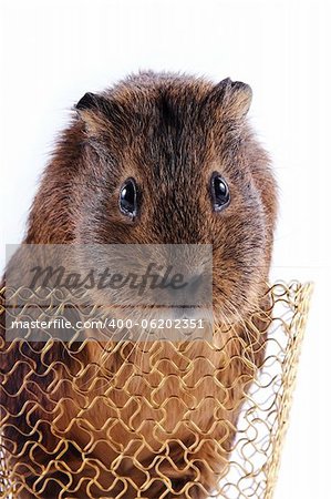 Portrait of a guinea pig in a gold wattled basket on a white background