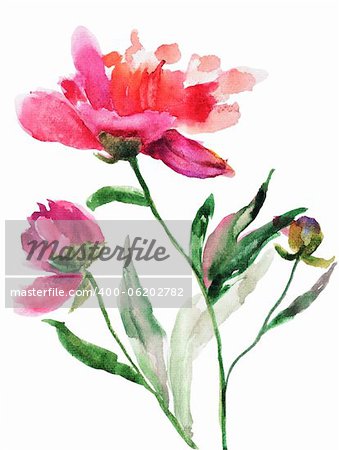 Watercolor illustration of Beautiful peony flowers