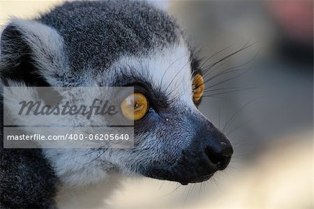 Photo of a lemur that looks carefully