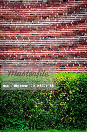 Background  with green bushes at an brown wall backdrop