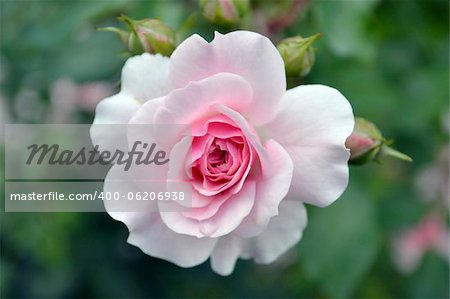 gentle rose