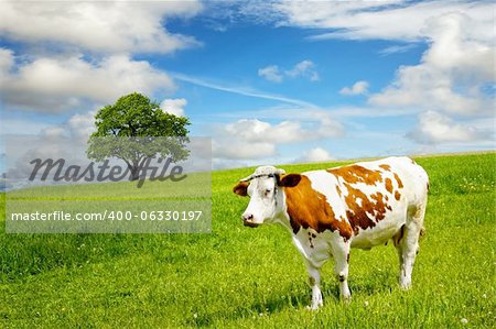 Cow and field of fresh grass