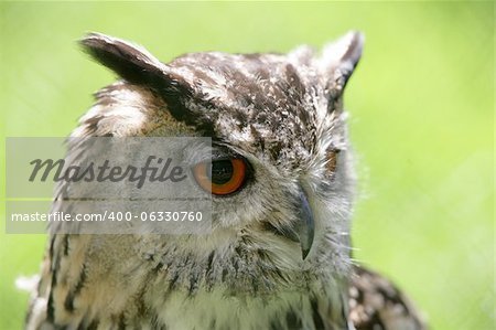Portrait of an Eagle Owl