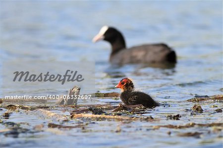 Eurasian coot (Fulica atra) with baby coot chick