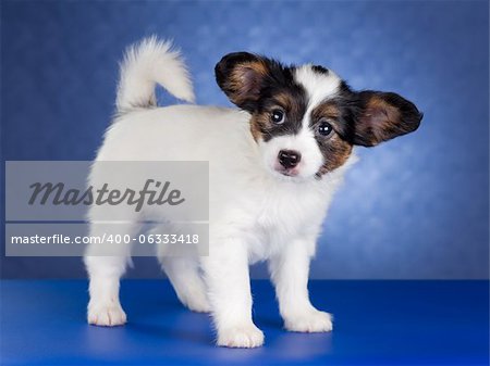 Small Papillon Puppy on a blue background