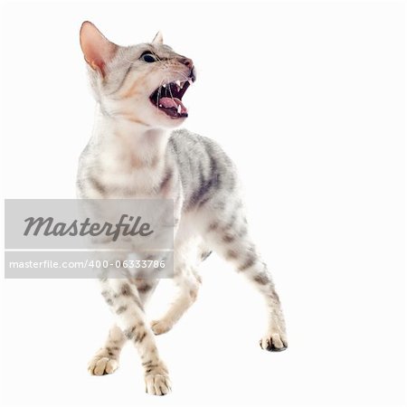 portrait of an aggressive bengal cat on a white background