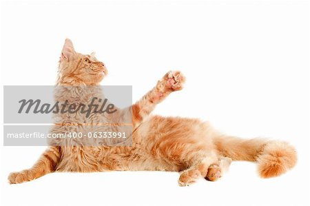 portrait of a ginger  maine coon cat on a white background