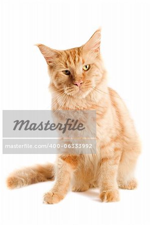 portrait of a ginger  maine coon cat on a white background