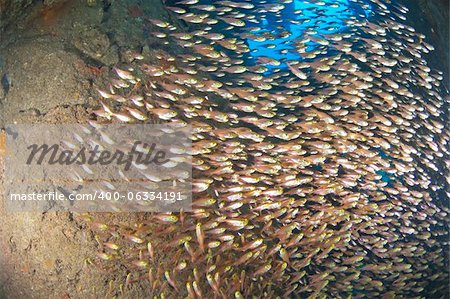 Large shoal of golden sweeper glassfish inside a big shipwreck underwater