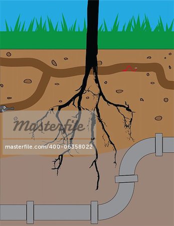 Underground image of tree roots