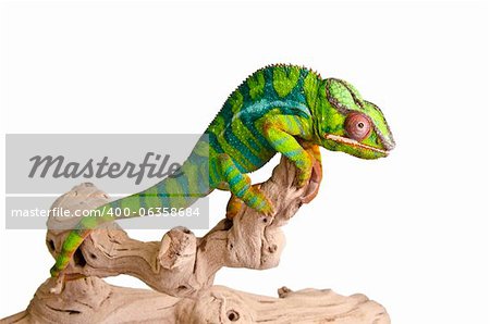 Big colorful chameleon on over white background.